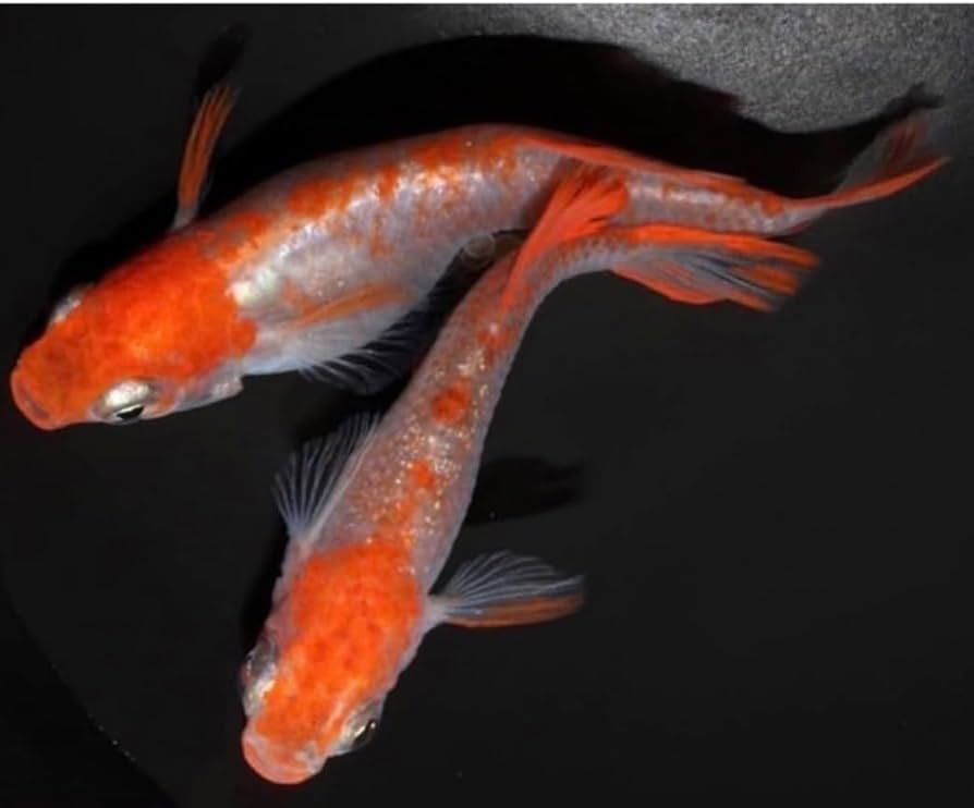 あめだま様　予約分　魚、ひめ ジェックス - 桜めだか